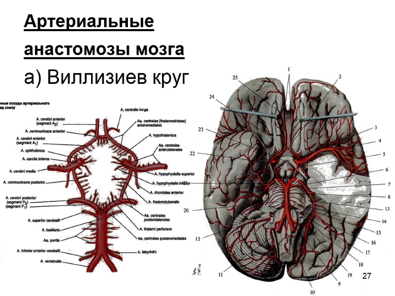 27 Артериальные  анастомозы мозга  а) Виллизиев круг